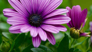 Opened Purple Flower On Bush Wallpaper