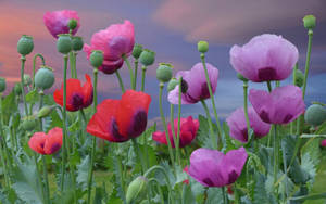 Opium Poppies Wallpaper