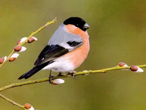 Orange And Black Bird Wallpaper