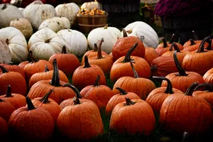 Orange And White Pumpkin Wallpaper