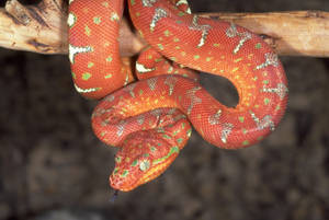 Orange And White Snake Hd Wallpaper