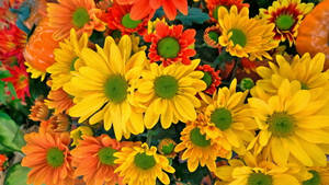 Orange And Yellow Chrysanthemum Flowers Wallpaper