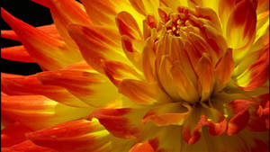 Orange And Yellow Dahlia Wallpaper