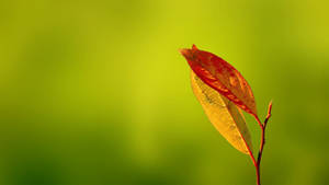 Orange And Yellow Leaf Wallpaper