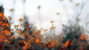 Orange Blossom During Morning Glory Wallpaper