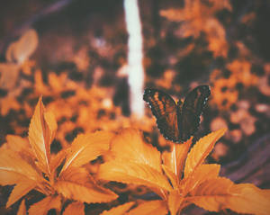 Orange Butterfly And Leaves Wallpaper