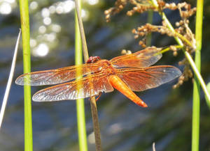 Orange Chaser Dragonfly Wallpaper