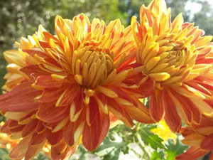 Orange Chrysanthemums Outdoor Close-up Wallpaper