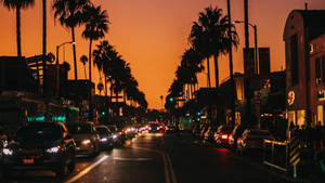 Orange City Palm Trees Wallpaper