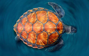 Orange Cool Turtle Wallpaper