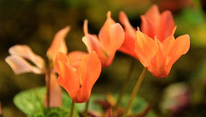 Orange Cyclamen Flower Wallpaper