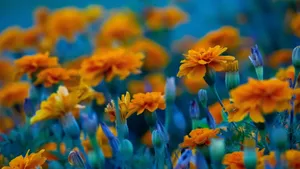 Orange Flower Growing On A Field Wallpaper