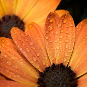 Orange Flowers Wet Petals Wallpaper