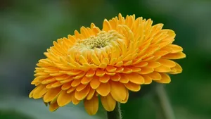 Orange Gerbera Flower Wallpaper