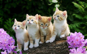 Orange Kittens In Branch Wallpaper