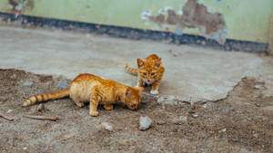 Orange Kittens Outdoors Wallpaper