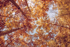 Orange Leaves During Fall Photography Wallpaper