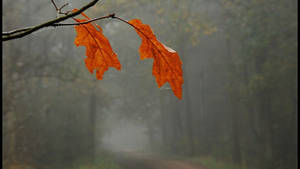 Orange Leaves November Fog Wallpaper