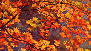 Orange Maple Leaves Fall Wallpaper