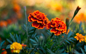 Orange Marigold Flowers Wallpaper