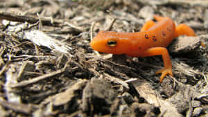 Orange Newton Forest Floor.jpg Wallpaper