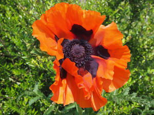 Orange Oriental Poppy Wallpaper