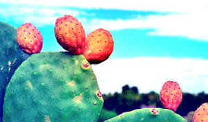 Orange Prickly Pear Wallpaper