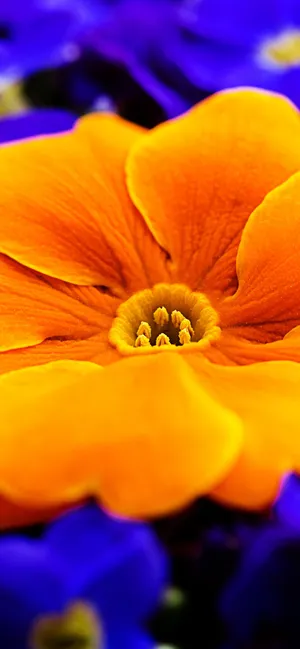 Orange Primrose Flower Wallpaper