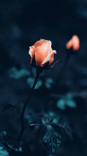 Orange Rose Iphone Wallpaper