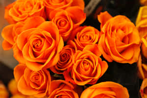 Orange Roses Flowers Wallpaper