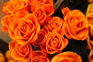 Orange Roses Full Screen 4k Flowers Wallpaper