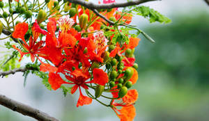 Orange Royal Poinciana Flowers Wallpaper