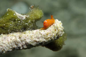 Orange Sea Slugon Coral Wallpaper