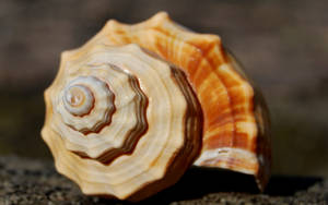 Orange Spiral Shell Wallpaper