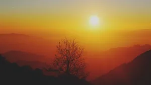 Orange Sunrise Bare Tree Wallpaper