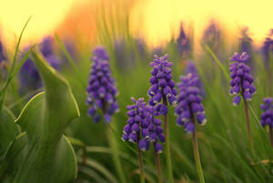 Orange Sunset Blue Hyacinth Flowers Wallpaper