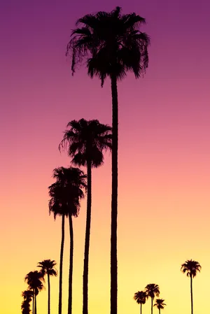 Orange Sunset With Palm Tree Wallpaper