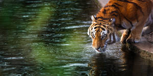 Orange Tiger Hd Drinking Water Wallpaper