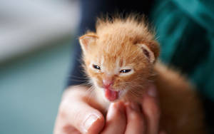 Orange Tiny Kitten Wallpaper