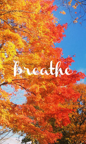 Orange Tree Blue Sky Fall Iphone Wallpaper