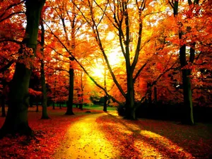 Orange Trees During Fall Wallpaper