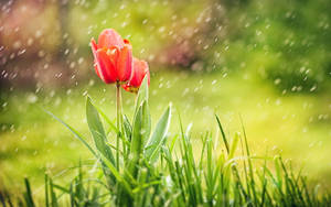 Orange Tulips Most Beautiful Rain Wallpaper