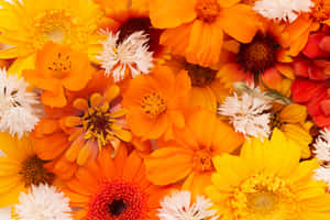 Orange, Yellow, And White Flowers Wallpaper