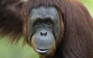 Orangutan Great Apes Of Asian Region Wallpaper