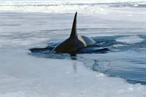 Orca Whale Fin On Ice Wallpaper