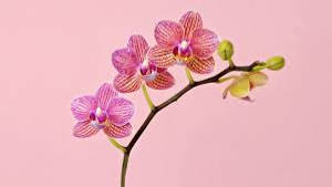Orchid Flowers Screen Art Wallpaper