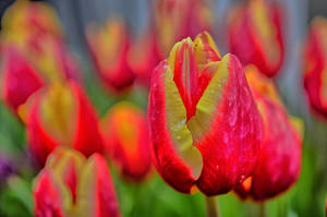 Oregon Pink Tulip Wallpaper