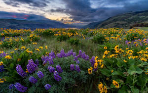 Oregon Wild Flowers Wallpaper