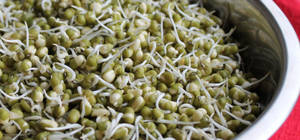 Organic Green Bean Sprouts Vegetable Wallpaper