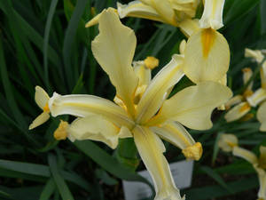 Orientalis Iris Flower Wallpaper